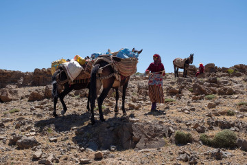 nomad