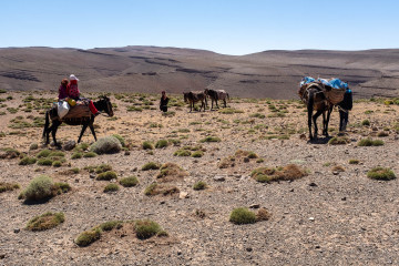nomad