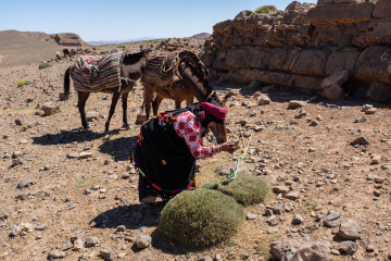 nomad