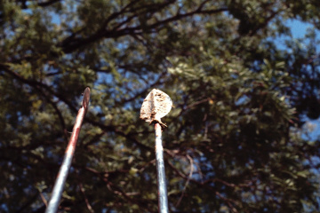 Pokot Kenya 1977