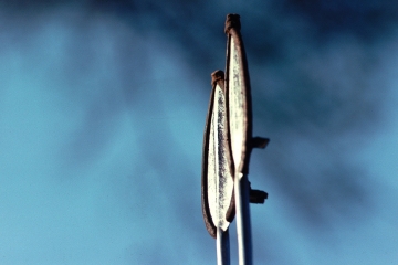 Pokot Kenya 1977