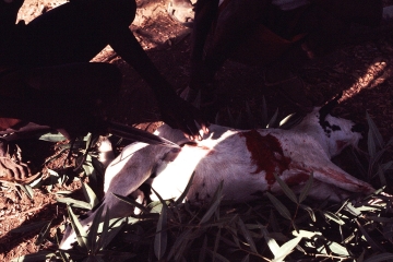 Pokot Kenya 1977