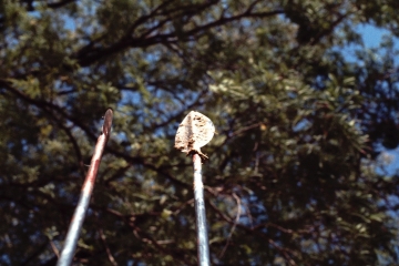 Pokot Kenya 1977