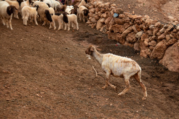 Igoudmane 2019-03