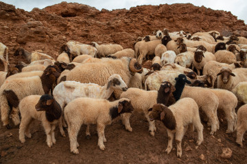 Igoudmane 2019-03